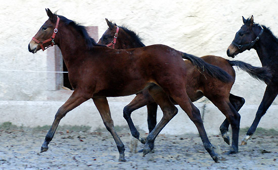 Trakehner Hengstfohlen von Freudenfest - Lauries Crusador xx, Zchter: Peter Oellrich