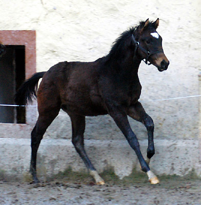 Trakehner Hengstfohlen von Shavalou u.d. Kalidah Jamal v. Manhattan, Zchter: Nicole Winkelmann