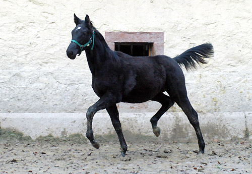 Trakehner Hengstfohlen von Songline - Trocadero, Zchter: E. Gehlhaar