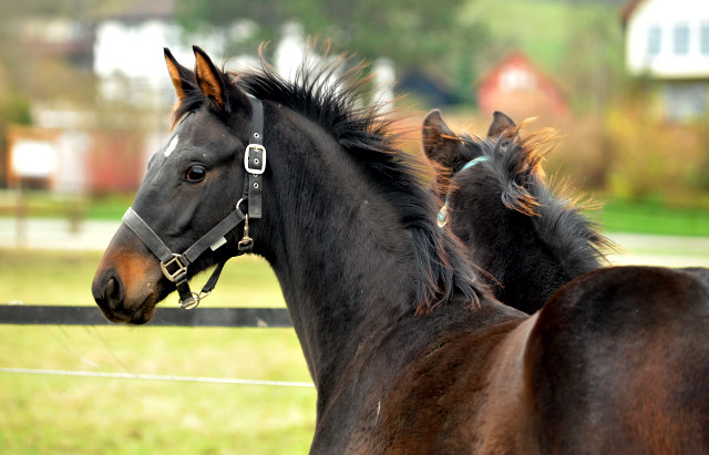 Hengstfohlen von Saint Cyr u.d. Pr.St. Under the moon v. Easy Game - Foto: Beate Langels - Trakehner Gestt Hmelschenburg