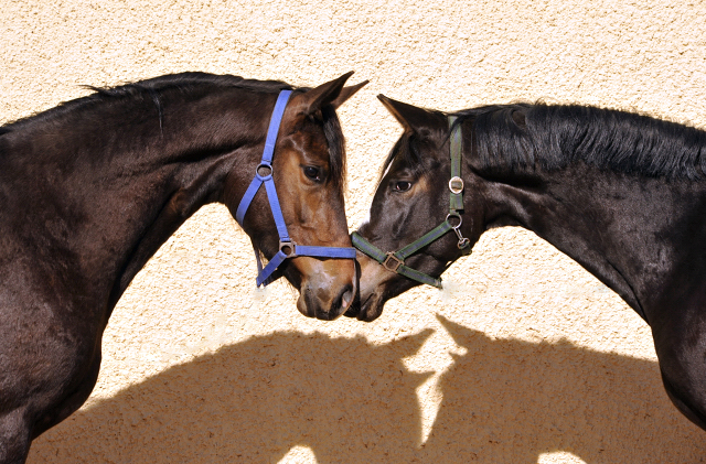 Tacyra und ihre Vollschwester Tara O'Hara - 2. April 2016  im
Trakehner Gestt Hmelschenburg