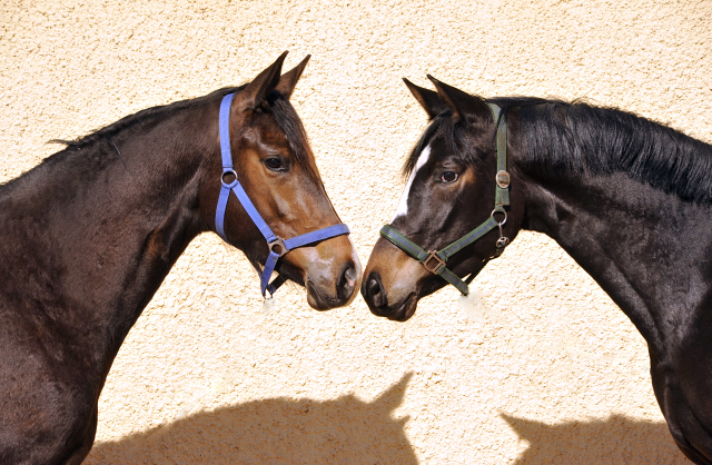 Tacyra und ihre Vollschwester Tara O'Hara - 2. April 2016  im
Trakehner Gestt Hmelschenburg