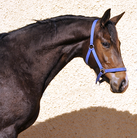 Tacyra von Saint Cyr - 2. April 2016  im
Trakehner Gestt Hmelschenburg