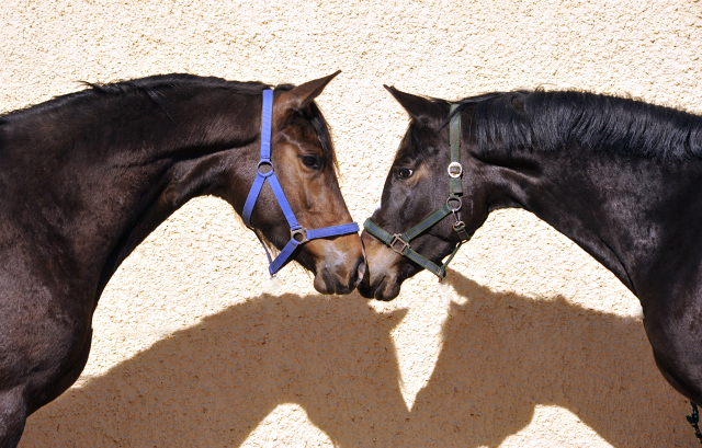 Tacyra und ihre Vollschwester Tara O'Hara - 2. April 2016  im
Trakehner Gestt Hmelschenburg