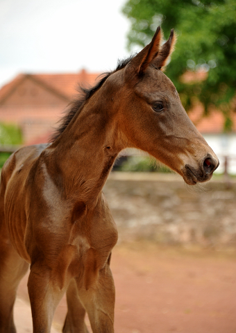 Hengstfohlen von Touch my Heart u.d. Pr.u.StPrSt. Vittoria v. Exclusiv - Trakehner Gestt Hmelschenburg - Foto: Beate Langels - Trakehner Gestt Hmelschenburg