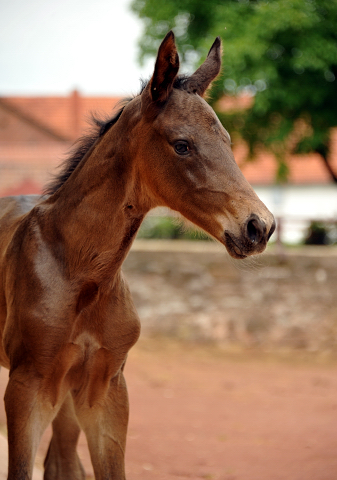 Hengstfohlen von Touch my Heart u.d. Pr.u.StPrSt. Vittoria v. Exclusiv - Trakehner Gestt Hmelschenburg - Foto: Beate Langels - Trakehner Gestt Hmelschenburg