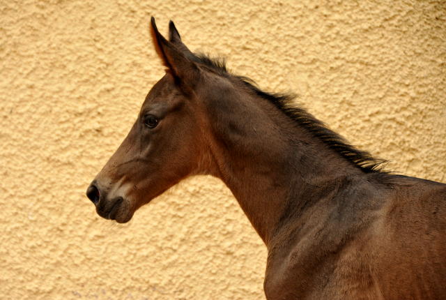 Hengstfohlen von Touch my Heart u.d. Pr.u.StPrSt. Vittoria v. Exclusiv - Trakehner Gestt Hmelschenburg - Foto: Beate Langels