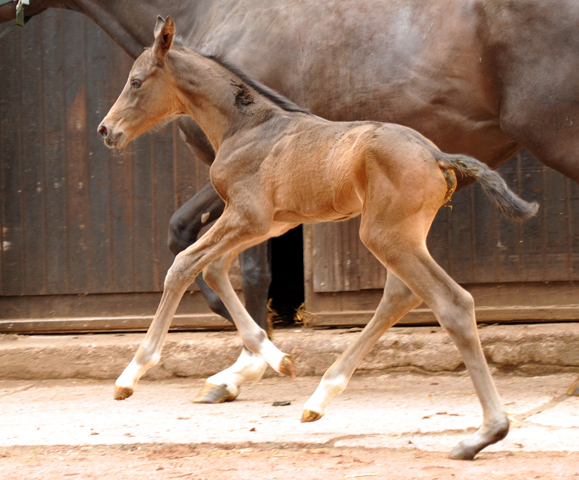 Hengstfohlen von Touch my Heart u.d. Pr.u.StPrSt. Vittoria v. Exclusiv - Trakehner Gestt Hmelschenburg - Foto: Beate Langels