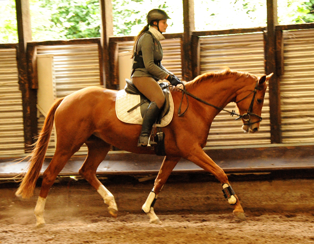 Varinia von Symont u.d. Pr.u.StPrSt. Vittoria v. Exclusiv - Foto: Beate Langels, Trakehner Gestt Hmelschenburg