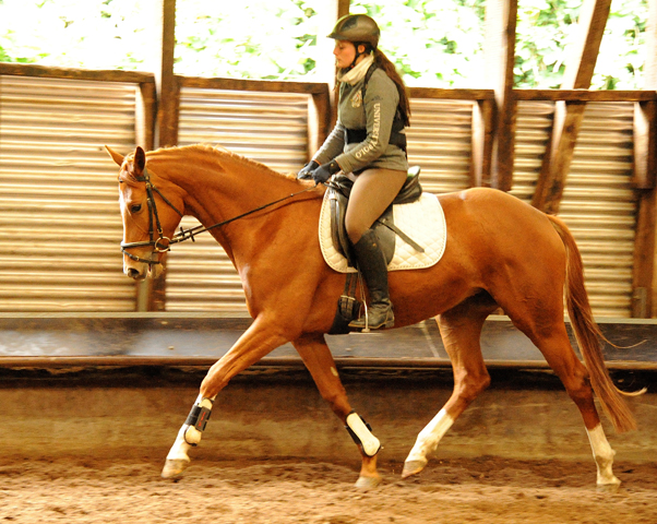 Varinia von Symont u.d. Pr.u.StPrSt. Vittoria v. Exclusiv - Foto: Beate Langels, Trakehner Gestt Hmelschenburg