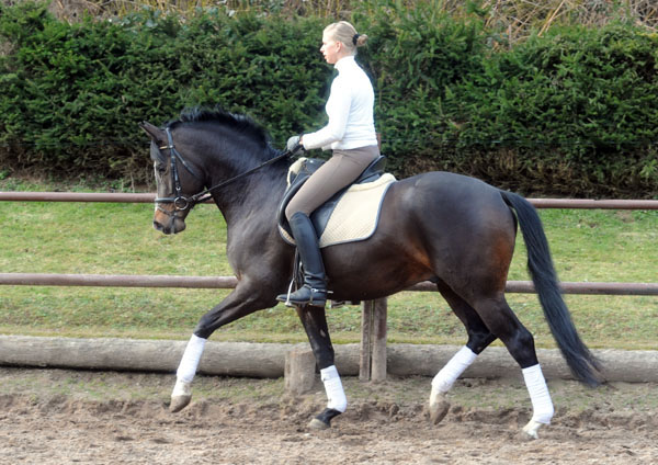 Trakehner Prmienhengst SAINT CYR v. Kostolany u.d. Elitestute Schwalbenspiel v. Exclusiv - Foto: Beate Langels - Trakehner Gestt Hmelschenburg