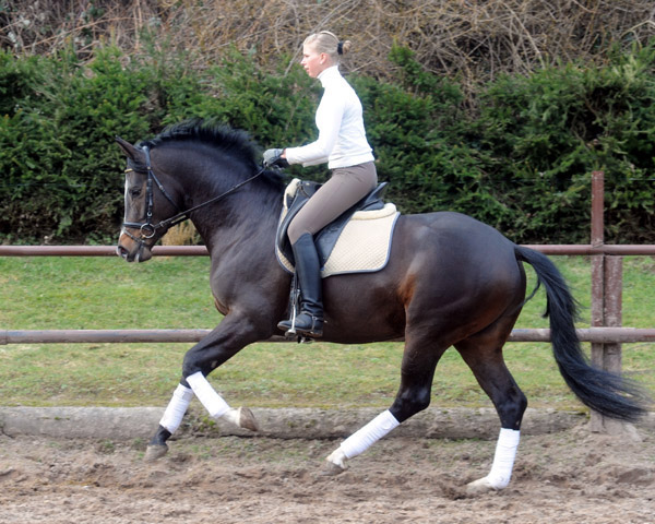 Trakehner Prmienhengst SAINT CYR v. Kostolany u.d. Elitestute Schwalbenspiel v. Exclusiv - Foto: Beate Langels - Trakehner Gestt Hmelschenburg