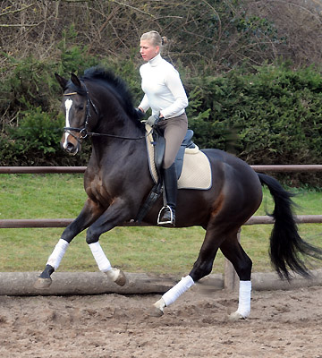 Trakehner Prmienhengst SAINT CYR v. Kostolany u.d. Elitestute Schwalbenspiel v. Exclusiv - Foto: Beate Langels - Trakehner Gestt Hmelschenburg