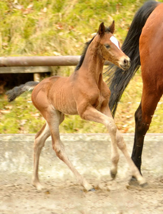 Trakehner Stutfohlen von Saint Cyr u.d. Prmien- und Staatsprmienstute Karena v. Freudenfest - Foto: Beate Langels, Trakehner Gestt Hmelschenburg