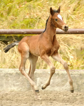 Trakehner Stutfohlen von Saint Cyr u.d. Prmien- und Staatsprmienstute Karena v. Freudenfest - Foto: Beate Langels, Trakehner Gestt Hmelschenburg