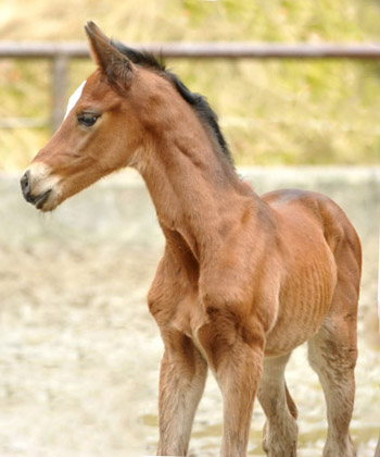 4 Tage alt: Trakehner Stutfohlen von Saint Cyr u.d. Prmien- und Staatsprmienstute Karena v. Freudenfest - Foto: Beate Langels, Trakehner Gestt Hmelschenburg