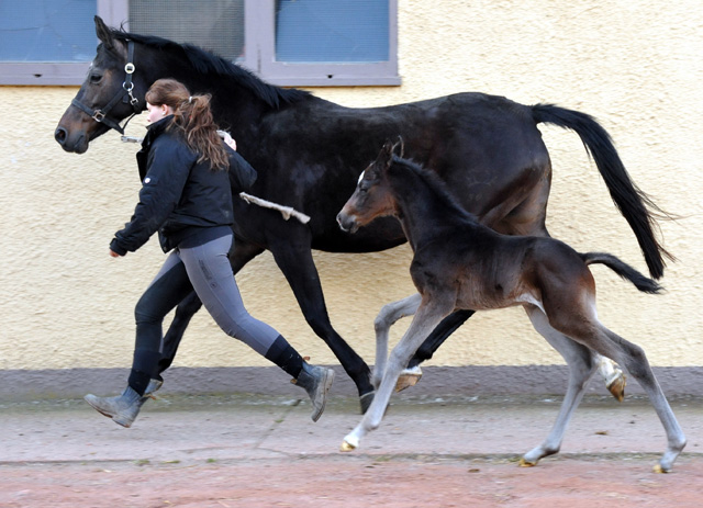 Trakehner Hengstfohlen von Kostolany u.d. Schwalbenfeder v. Summertime - Foto: Beate Langels