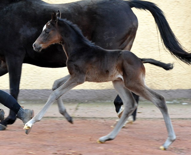 Trakehner Hengstfohlen von Kostolany u.d. Schwalbenfeder v. Summertime - Foto: Beate Langels