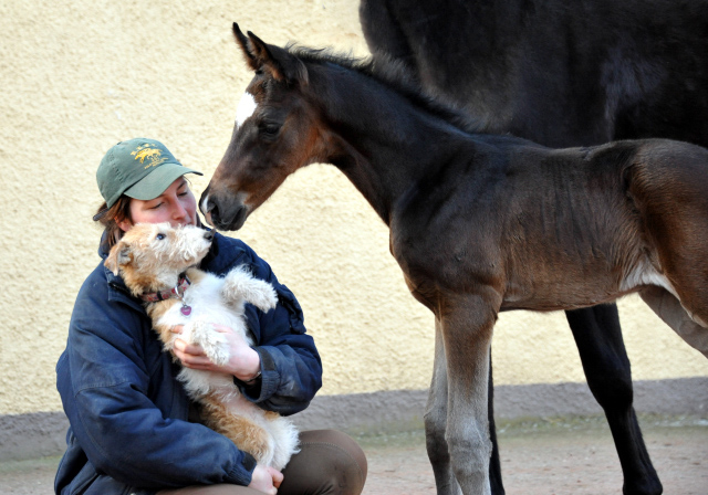 Trakehner Hengstfohlen von Kostolany u.d. Schwalbenfeder v. Summertime - Foto: Beate Langels