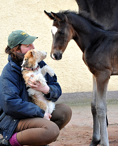 Trakehner Hengstfohlen von Kostolany u.d. Schwalbenfeder v. Summertime - Foto: Beate Langels