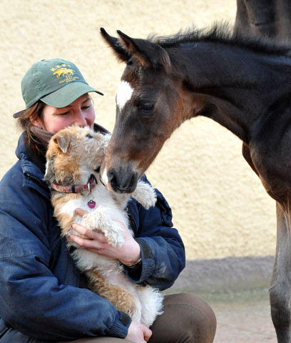 Trakehner Hengstfohlen von Kostolany u.d. Schwalbenfeder v. Summertime - Foto: Beate Langels