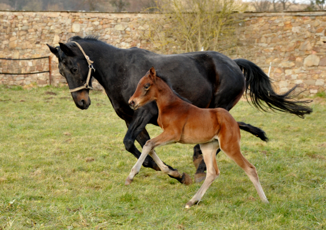 Elitestute Vicenza mit ihrem Stutfohlen von Oliver Twist - Foto: Beate Langels - Trakehner Gestt Hmelschenburg