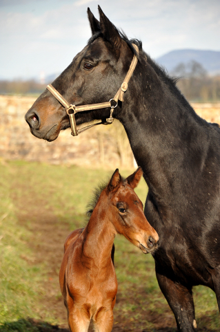 Elitestute Vicenza mit ihrem Stutfohlen von Oliver Twist - Foto: Beate Langels - Trakehner Gestt Hmelschenburg