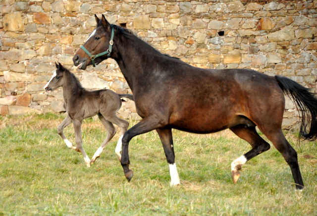 Schwalbendiva von Totilas mit ihrem Hengstfohlen von De Niro - Foto: Beate Langels - Trakehner Gestt Hmelschenburg