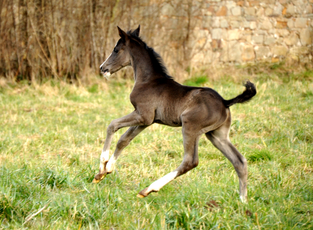 Hengstfohlen von De Niro u.d. Schwalbendiva von Totilas - Foto: Beate Langels - Trakehner Gestt Hmelschenburg