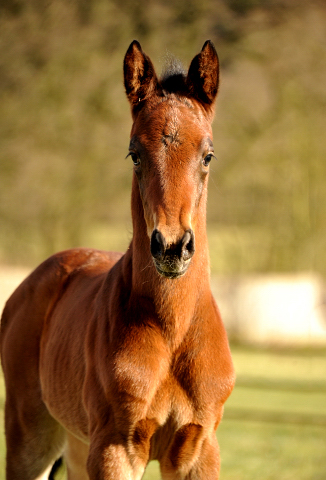 Stutfohlen von Oliver Twist u.d. Elitestute Vicenza v. Showmaster - Foto: Beate Langels - Trakehner Gestt Hmelschenburg