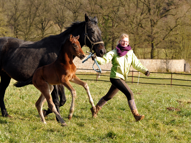 Elitestute Vicenza mit ihrem Stutfohlen von Oliver Twist - Foto: Beate Langels - Trakehner Gestt Hmelschenburg