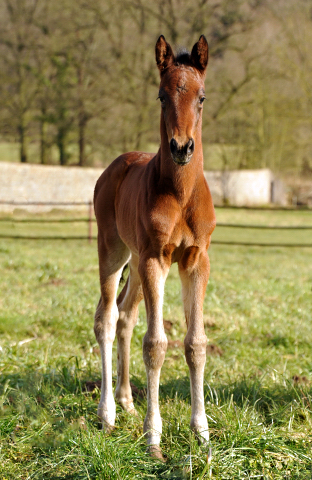 Stutfohlen von Oliver Twist u.d. Elitestute Vicenza v. Showmaster - Foto: Beate Langels - Trakehner Gestt Hmelschenburg