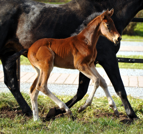 Stutfohlen von Oliver Twist u.d. Elitestute Vicenza v. Showmaster - Foto: Beate Langels - Trakehner Gestt Hmelschenburg