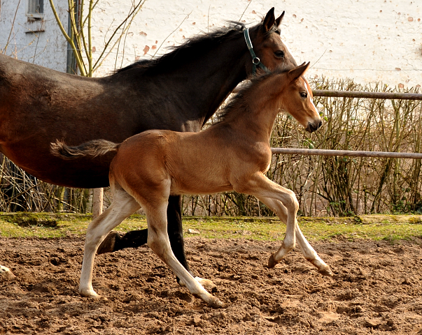 4 Wochen alt Hengstfohlen von Saint Cyr u.d. Princess B von Coriander - Foto: Beate Langels Gestt Hmelschenburg
