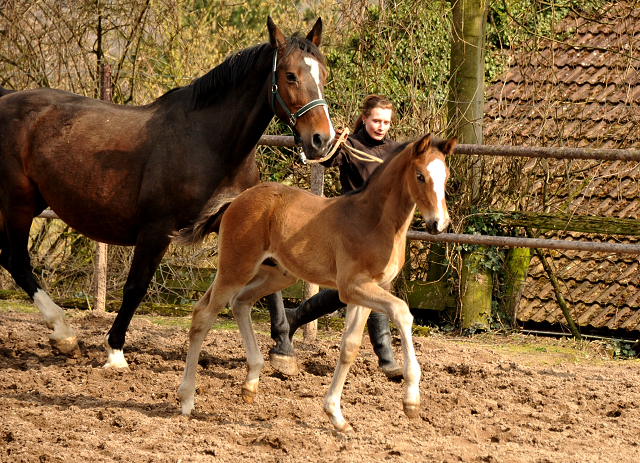 4 Wochen alt Hengstfohlen von Saint Cyr u.d. Princess B von Coriander - Foto: Beate Langels Gestt Hmelschenburg