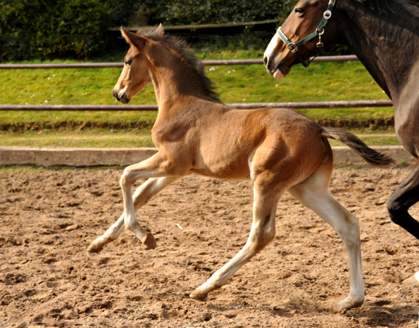 4 Wochen alt Hengstfohlen von Saint Cyr u.d. Princess B von Coriander - Foto: Beate Langels Gestt Hmelschenburg