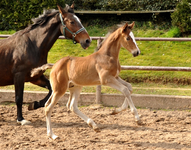 4 Wochen alt Hengstfohlen von Saint Cyr u.d. Princess B von Coriander - Foto: Beate Langels Gestt Hmelschenburg