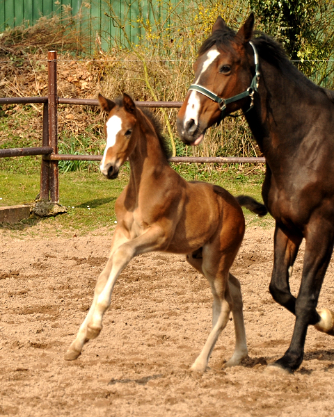 4 Wochen alt Hengstfohlen von Saint Cyr u.d. Princess B von Coriander - Foto: Beate Langels Gestt Hmelschenburg