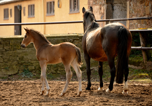 4 Wochen alt Hengstfohlen von Saint Cyr u.d. Princess B von Coriander - Foto: Beate Langels Gestt Hmelschenburg