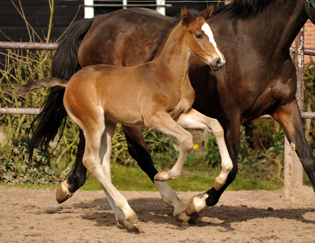 4 Wochen alt Hengstfohlen von Saint Cyr u.d. Princess B von Coriander - Foto: Beate Langels Gestt Hmelschenburg