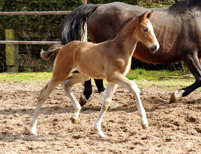 4 Wochen alt Hengstfohlen von Saint Cyr u.d. Princess B von Coriander - Foto: Beate Langels Gestt Hmelschenburg