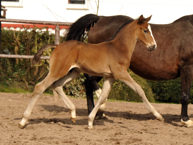 4 Wochen alt Hengstfohlen von Saint Cyr u.d. Princess B von Coriander - Foto: Beate Langels Gestt Hmelschenburg