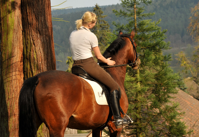 Trakehner Hengst FREUDENFEST v. Tolstoi mit Pia - Trakehner Gestt Hmelschenburg