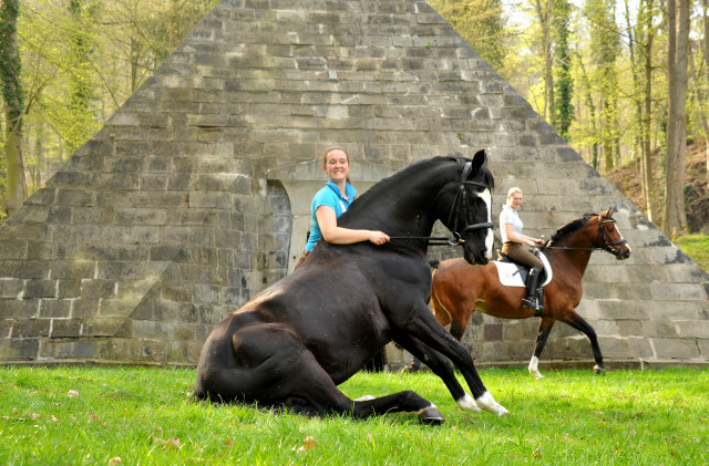 Alter Fritz und Luisa dahinter Pia mit Freudenfest - Trakehner Gestt Hmelschenburg