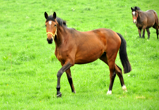 Trakehner Stute Karida von Oliver Twist u.d. Prmien- und Staatsprmienstute Karena v. Freudenfest  - Foto: Beate Langels, Trakehner Gestt Hmelschenburg