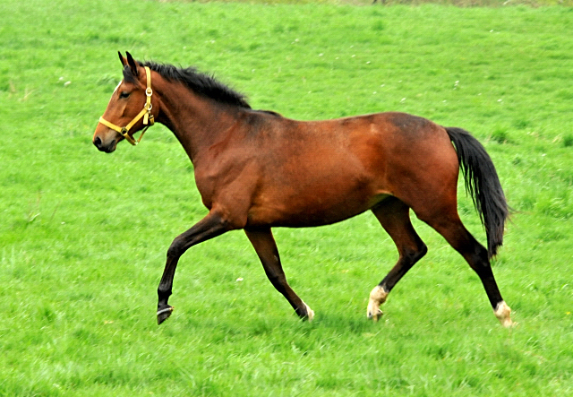 Trakehner Stute Karida von Oliver Twist u.d. Prmien- und Staatsprmienstute Karena v. Freudenfest  - Foto: Beate Langels, Trakehner Gestt Hmelschenburg