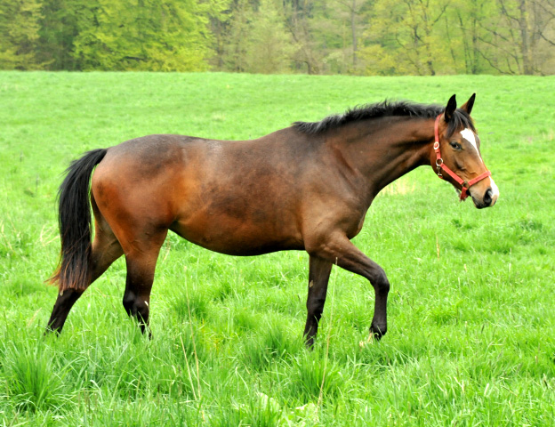 Tacyra von Saint Cyr als Zweijhrige in Hmelschenburg - Foto Beate Langels