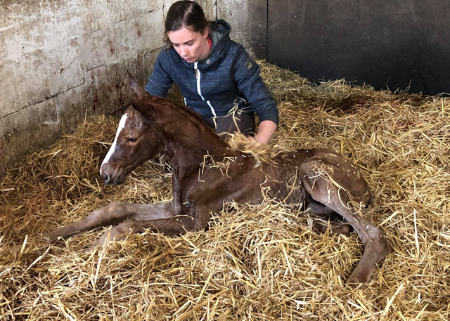 Trakehner Foal by High Motion out of Pr.a.StPrSt. Vittoria by Exclusiv
