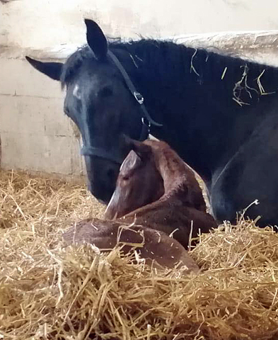 Trakehner Filly by High Motion out of Pr.u.StPrSt. Vittoria by Exclusiv- Trakehner Gestt Hmelschenburg - Foto: Beate Langels - Trakehner Gestt Hmelschenburg