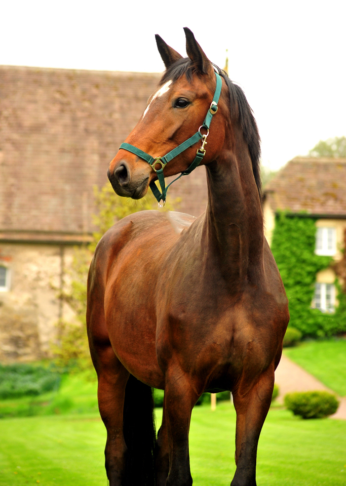 Karidia - Trakehner Prmienstute von Saint Cyr u.d. Pr.St. Karida v. Oliver Twist - Foto: Beate Langels - Trakehner Gestt Hmelschenburg